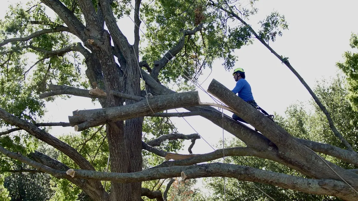 Professional Crown Thinning performed by certified arborists in Treynor